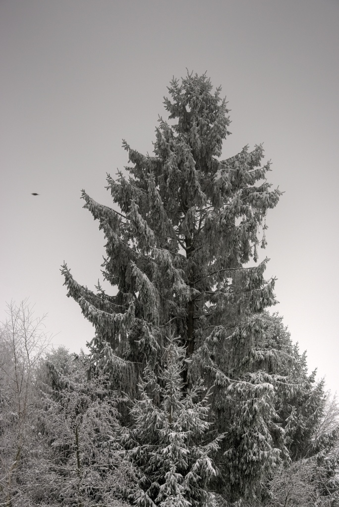 Weiterer Schnee in Vossenack (30.11.2010)