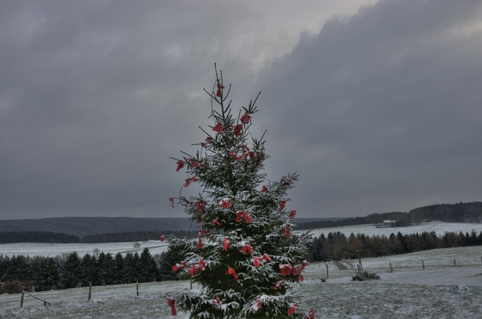 Einsamer Weihnachtsbaum auf der Harth (Vossenack)